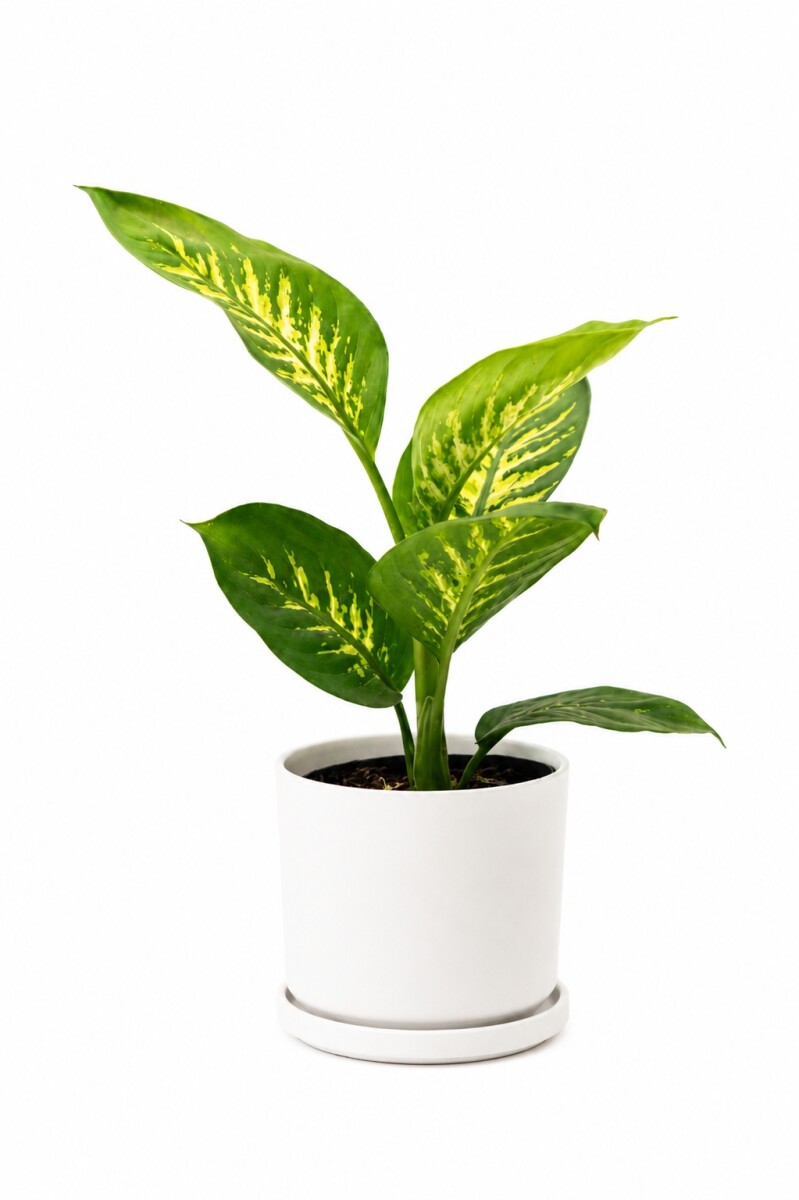 DIEFFENBACHIA EN MACETA CERAMICA - BLANCA 