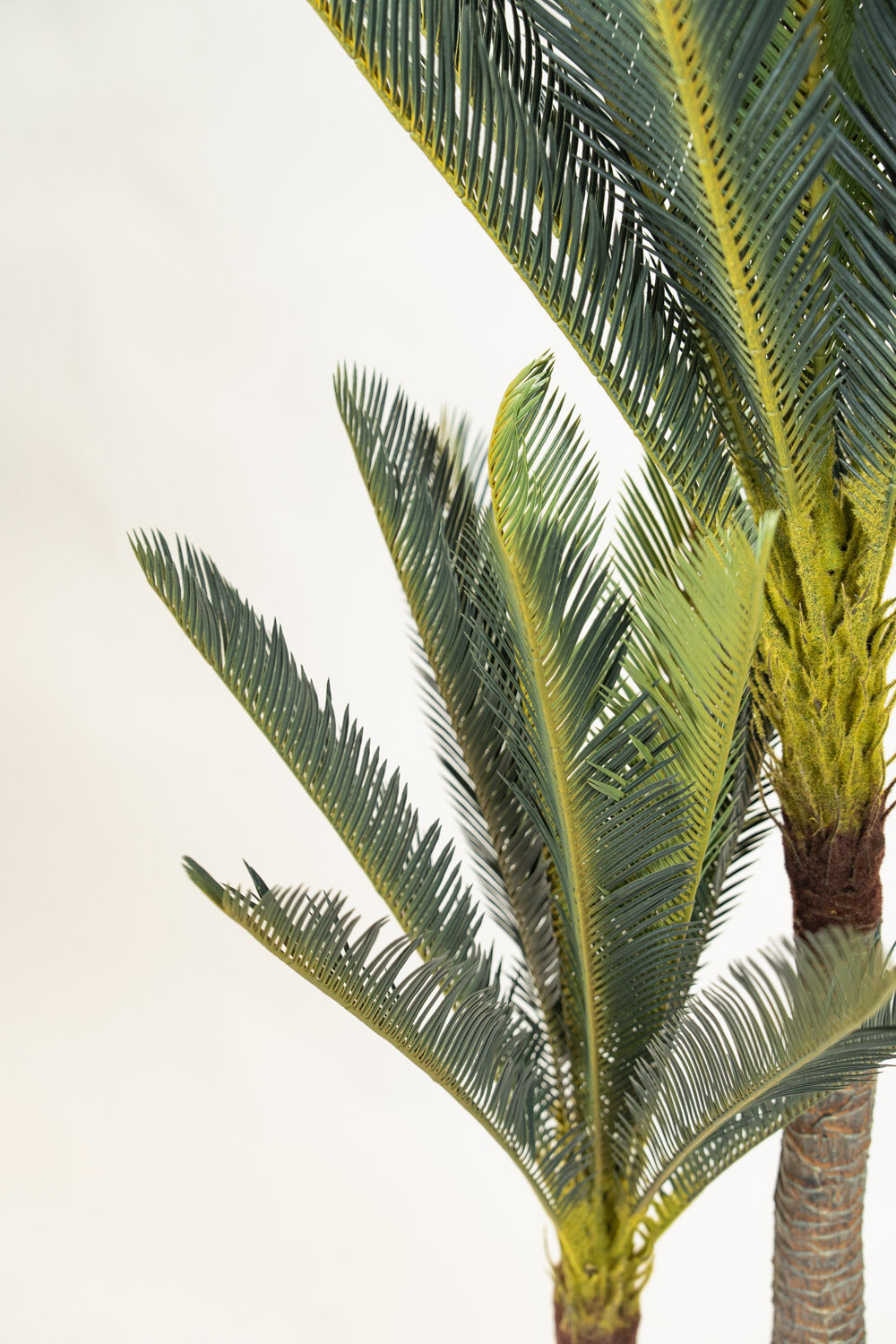 Planta Cycas Revoluta Color Unico