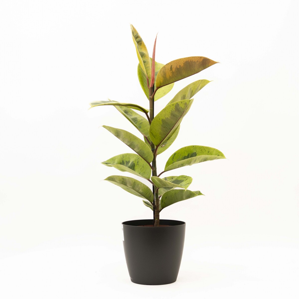 FICUS ELASTICA SHIVERIANA EN PORTAMACETA PLASTICO - GRAFITO 