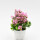 PLANTA ZAIS ROSADO