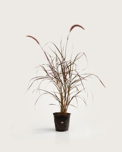 Pennisetum Rupelli Violeta - H: 60cm