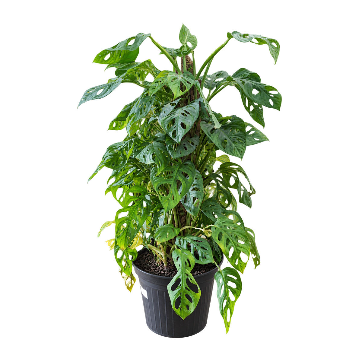 Monstera Adansonii 