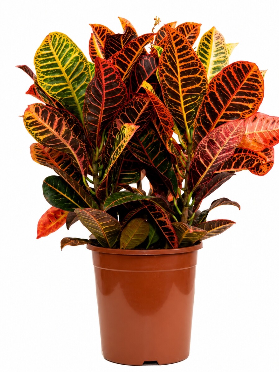 CROTON L CROTON L