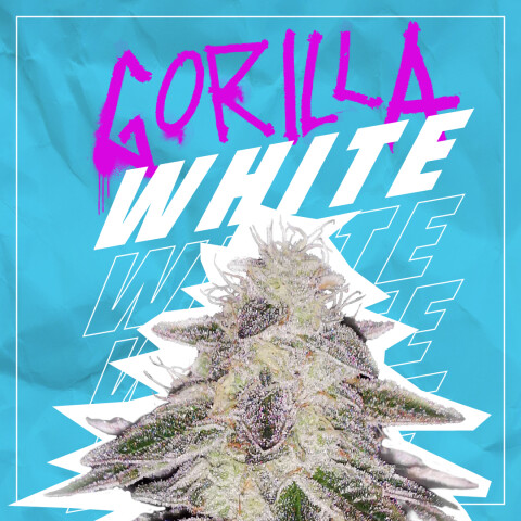 FEM - WHITE GORILLA X12 UNIDADES