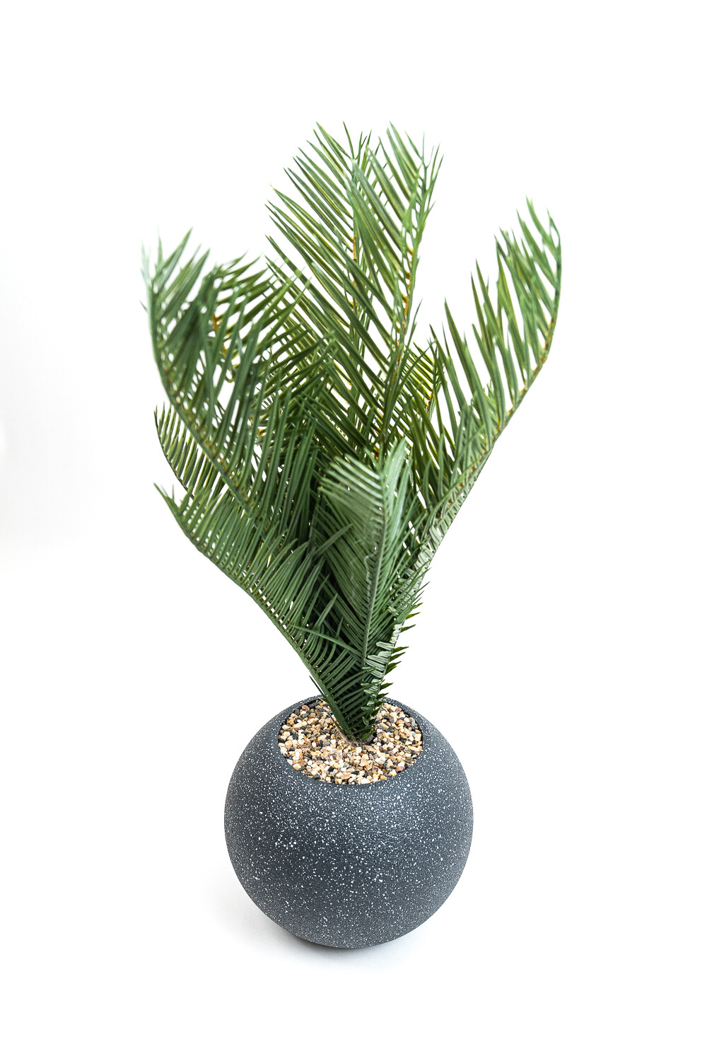 Planta Palmera 50cm Negro