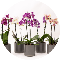 Orquídeas
