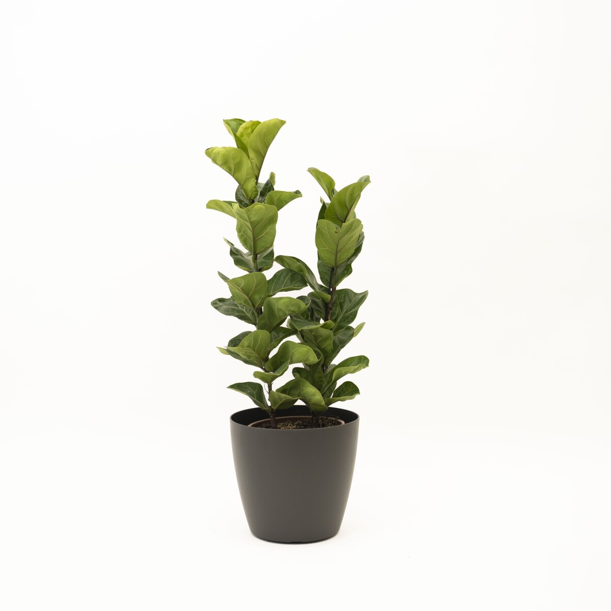 FICUS LYRATA 2 RAMAS CON PORTAMACETA PLASTICO - GRIS OSCURO 