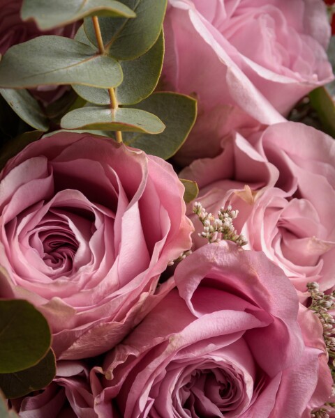 Rosas Garden Rosadas Rosas Garden Rosadas