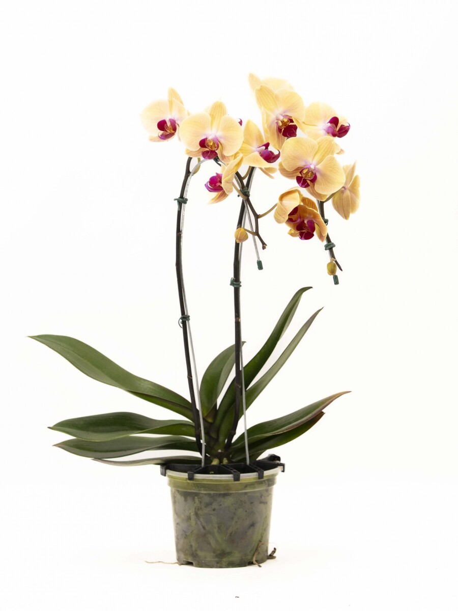 ORQUIDEA VARAS CURVAS ORQUIDEA VARAS CURVAS