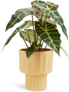 Planta artificial MARIUS Ø38xA42cm Planta artificial MARIUS Ø38xA42cm
