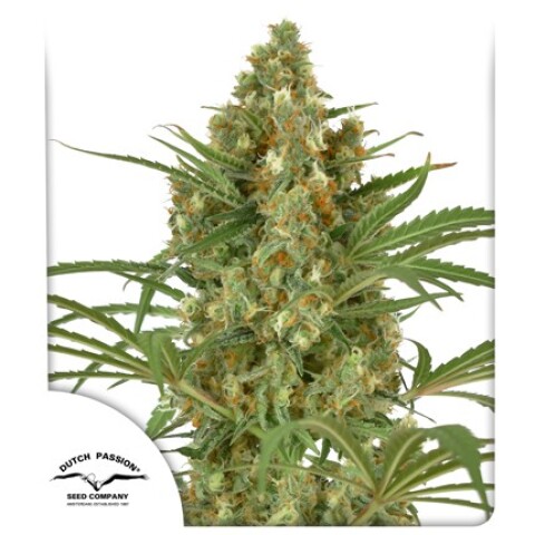 FEM - SNOW BUD® X3 UNIDADES FEM - SNOW BUD® X3 UNIDADES