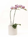 ORQUIDEA CURVA CON MACETA MINIMALISTA BLANCA