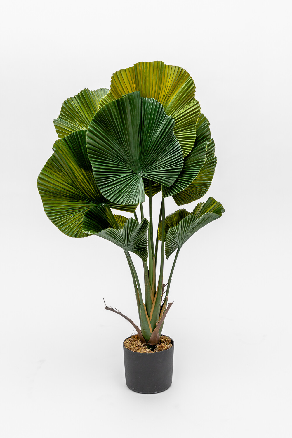 Planta Palmito De Jardín Color Unico