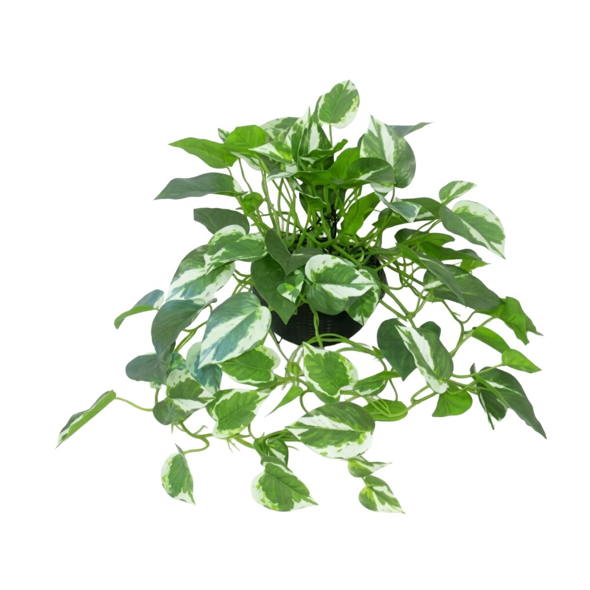 PLANTA ARTIF C/MACETERO COLGANTE 60CM 