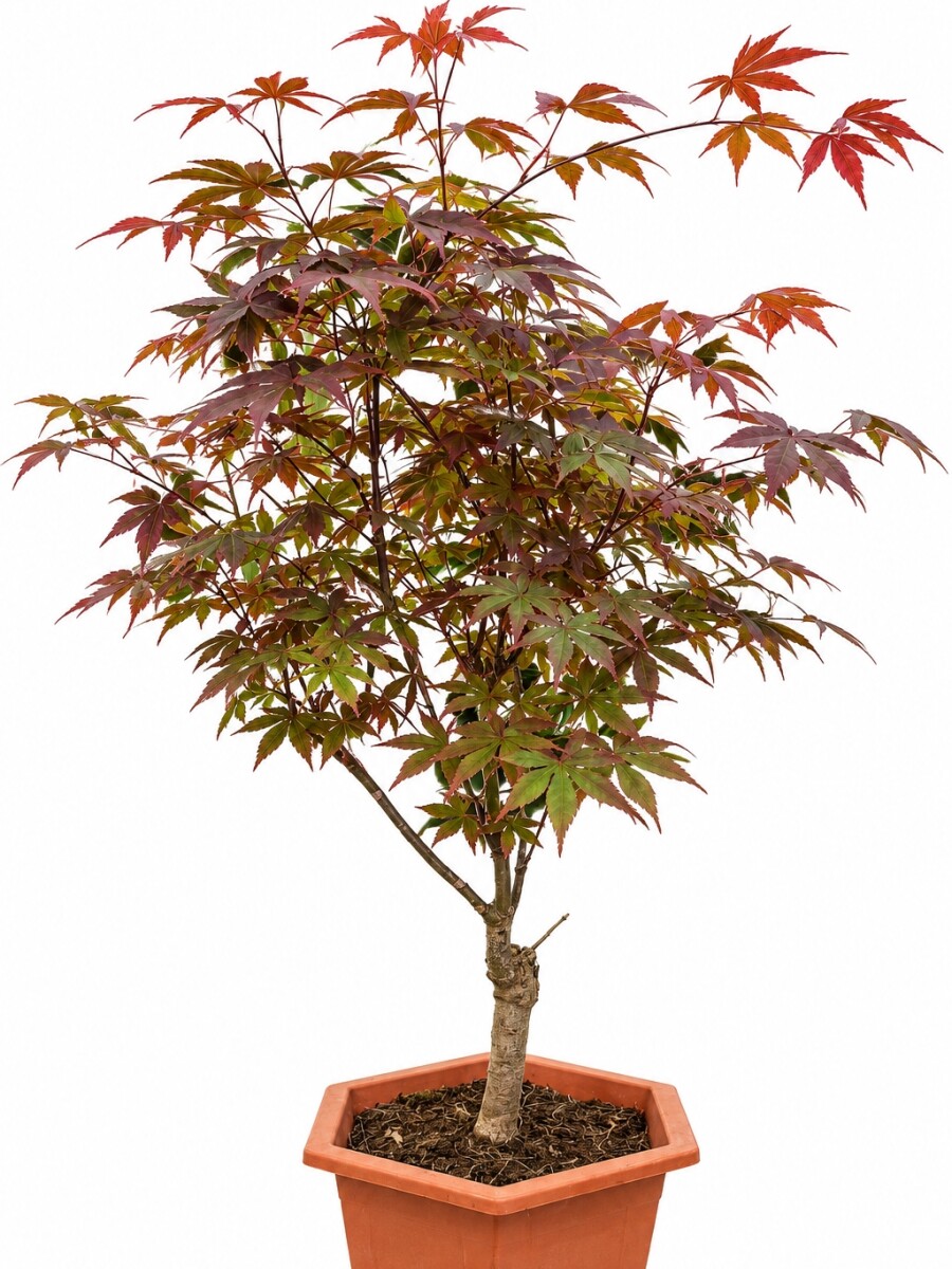 BONSAI ACER PALMATUM BONSAI ACER PALMATUM