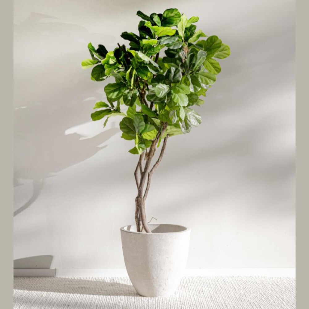 Planta / Ficus Lyrata 3.00 m Planta / Ficus Lyrata 3.00 m