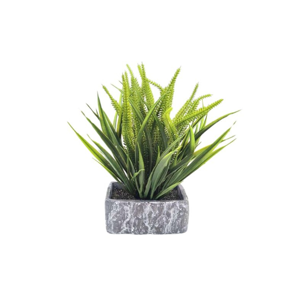 Planta en Maceta 
