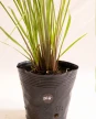 Paspalum Haumanii M - H: 90cm