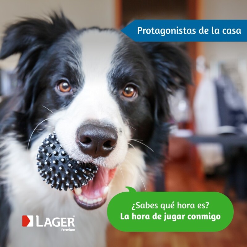 LAGER PERROS CACHORROS 10 KG
