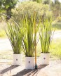 Dietes M - H: 80cm / Excelente follaje - Flor Blanca