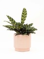 CALATHEA CON MACETA CERAMICA ROSA
