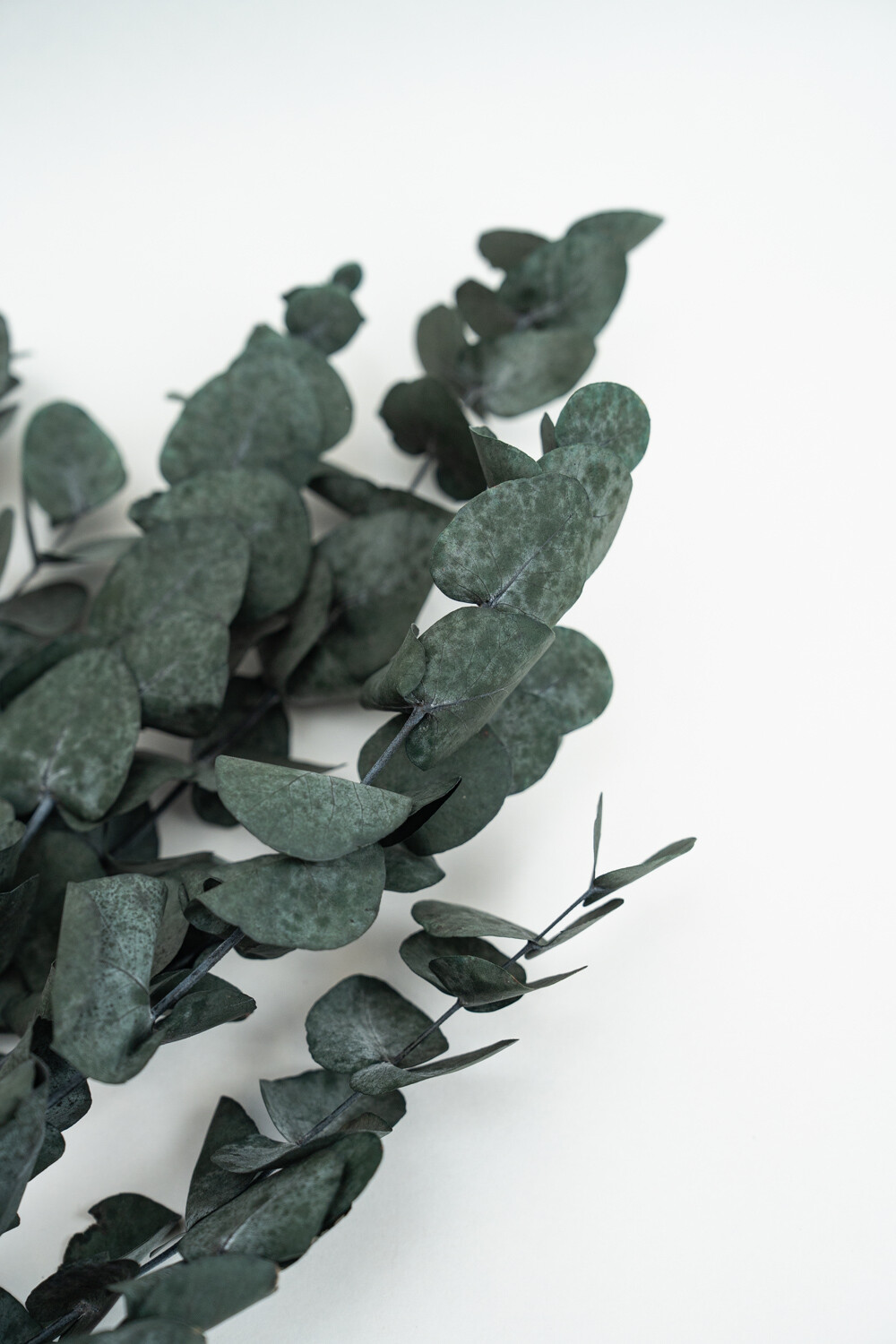 Deco Floral Eucalipto Color Unico