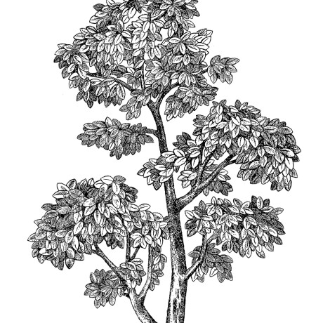 WALLPOPS MULBERRY TREE WALL ART KIT N/A