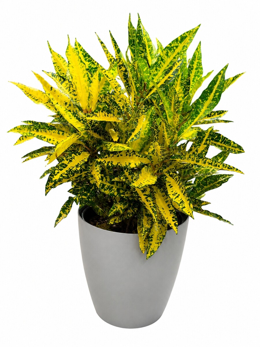 CROTON AMARILLO EN MACETA GRIS