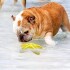 Juguete Perro Dental Morder Higiene Estrella Marina Flotante Color Variante Amarillo