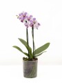 ORQUÍDEA PHALAENOPSIS MINI ORQUÍDEA PHALAENOPSIS MINI
