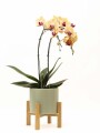 ORQUIDEA CURVA CON MACETA VERDE Y SOPORTE