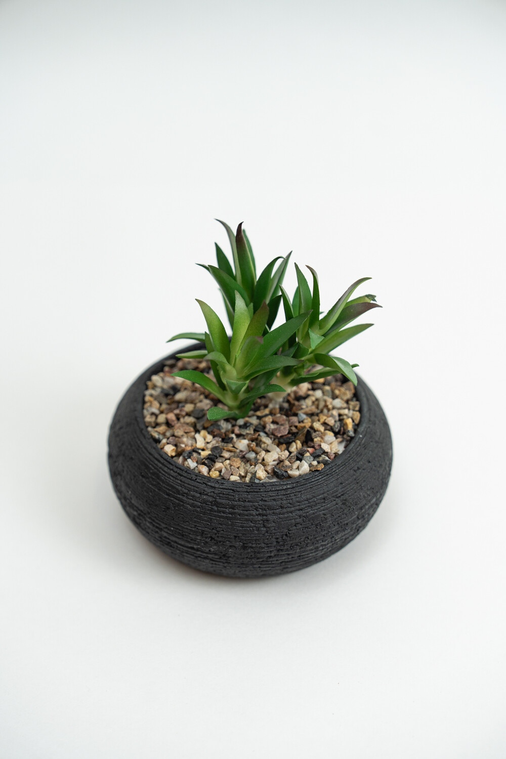 Planta Quovi Estampado 2