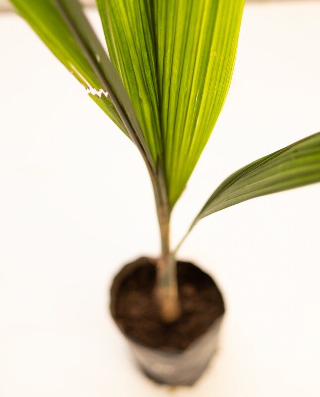 Palmera Pindo - S - H: 1.4m Palmera Pindo - S - H: 1.4m