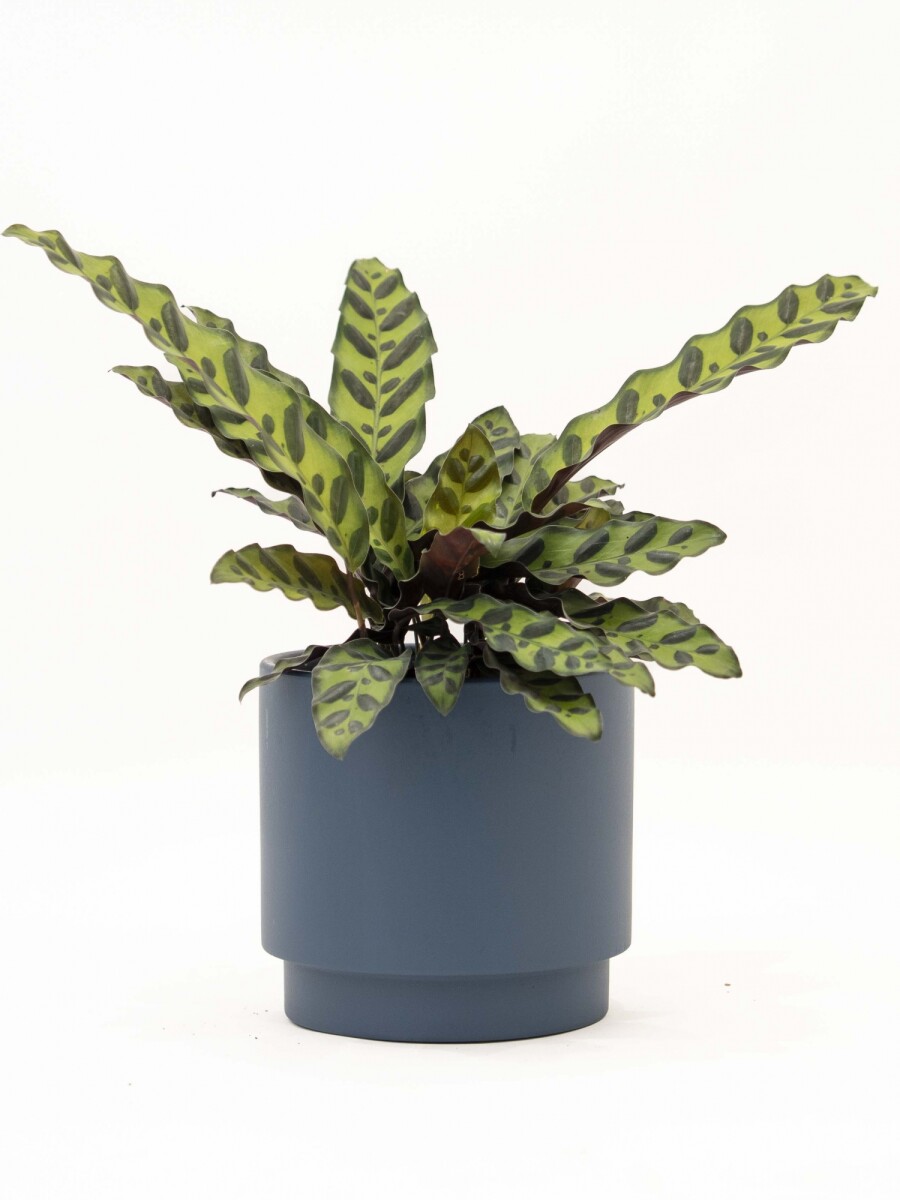 CALATHEA CON MACETA CERAMICA AZUL