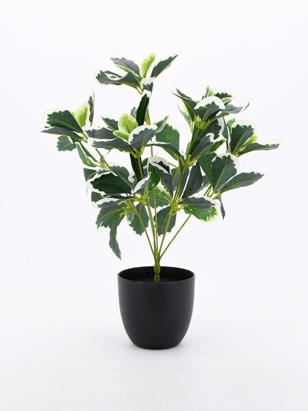 PLANTA TROPICO VERDE