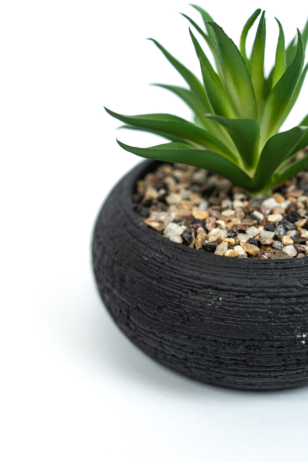 Planta Quovi Estampado 3