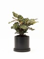CALATHEA CON MACETA CERAMICA CON PLATO NEGRA