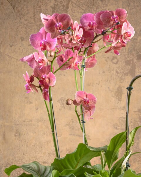 Armonía Floral Armonía Floral