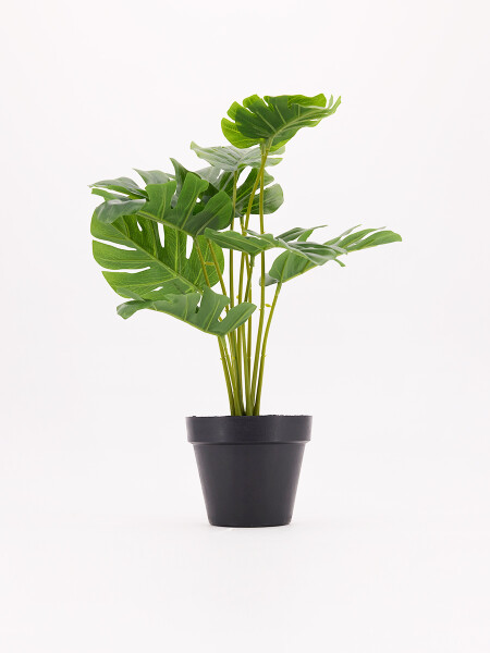 MONSTERA VERDE