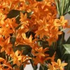Flor Artificial Star naranja Flor Artificial Star naranja