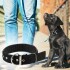 Collar Ajustable Reforzado Hebilla Nylon Perro Gato Mediano Variante Color Negro