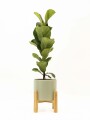 FICUS LYRATA BABY CON MACETA CERAMICA VERDE CON SOPORTE