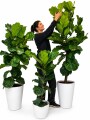 FICUS LYRATA XL HOJA GRANDE 1,5 MTS APROX FICUS LYRATA XL HOJA GRANDE 1,5 MTS APROX