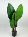 Planta Alocasia Color Unico