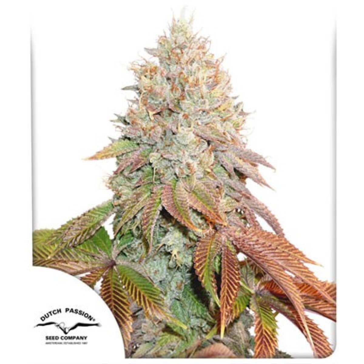 AUTO - BANANA BLAZE® X3 UNIDADES 