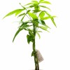 MONEY TREE (PACHIRA AQUATICA)EN MACETA CERAMICA ROSA