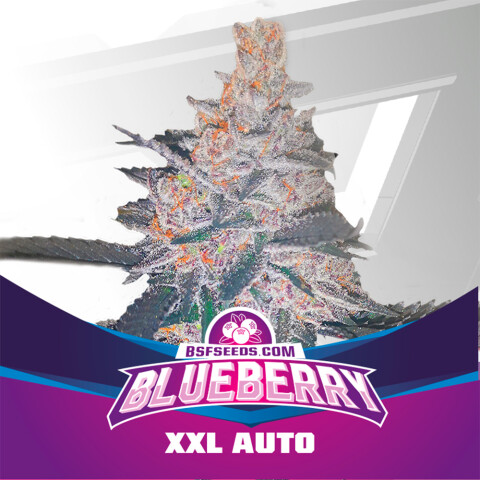 AUTO - BLUEBERRY X4 UNIDADES