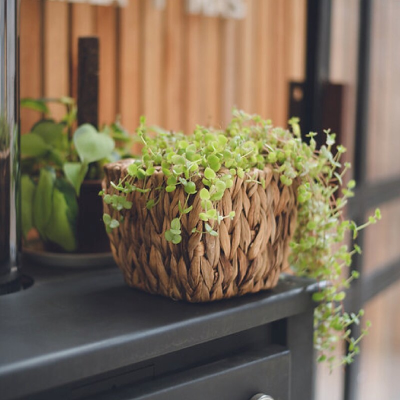 MACETERO CUADRADO JACINTO AGUA 18x18x14CM NATURAL MACETERO CUADRADO JACINTO AGUA 18x18x14CM NATURAL