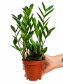 ZAMIOCULCA MINI ZAMIOCULCA MINI