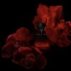Perfume Shakira SHK Collection Rojo Elixir EDP 50ml Para Mujer Aroma Floral Perfume Shakira SHK Collection Rojo Elixir EDP 50ml Para Mujer Aroma Floral